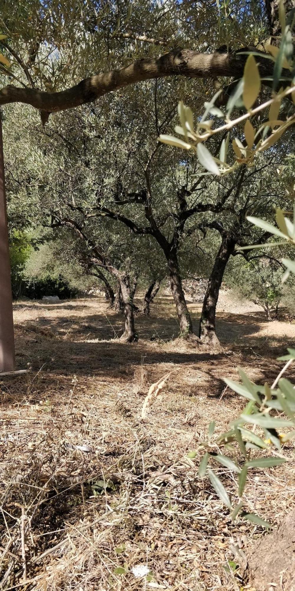 Villa CIGALONS en pleine pinède + PISCINE chauffée Auriol Extérieur photo